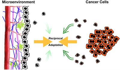 Exploitation of Apoptotic Regulation in Cancer